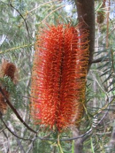 JB-GP_3563_Banksia